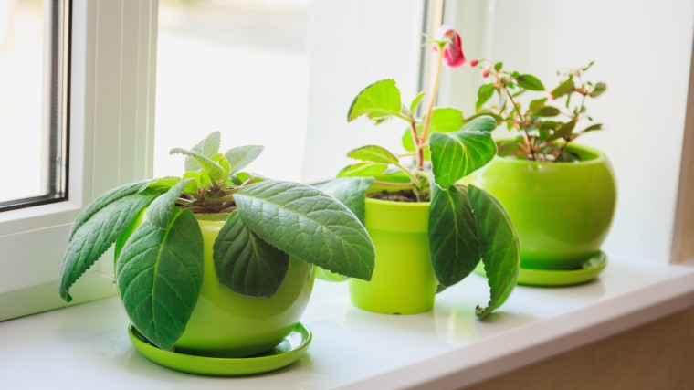 three potted plants on a windowsill